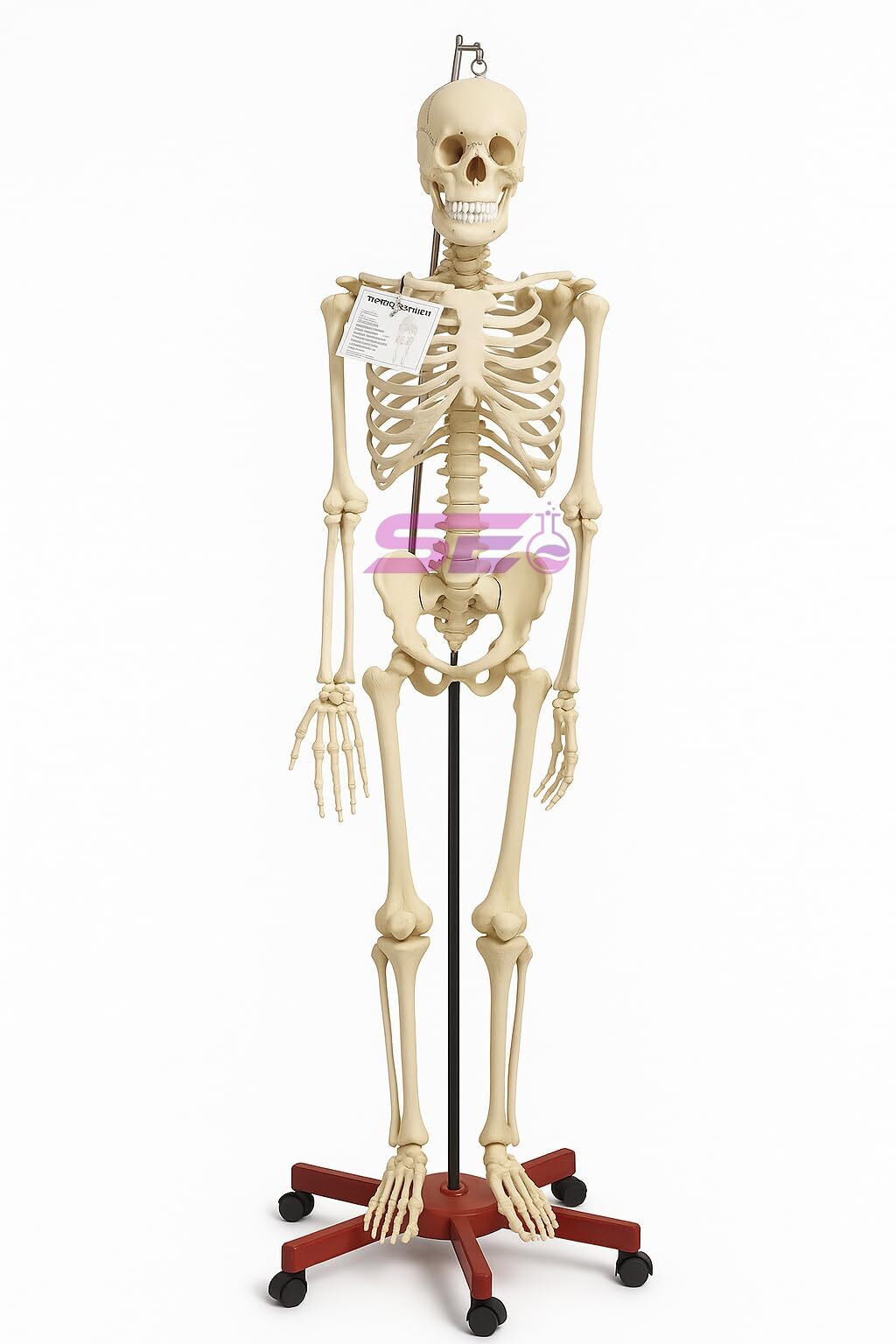 Life-Sized Human Skeleton Model